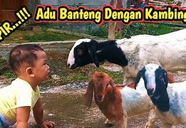 Kambing Melahirkan Kembar Belajar Bermain Dengan Anak Sendiri